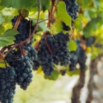 Στις 31/5 λήξη προθεσμίας για αναδιάρθρωση καλλιεργειών (Έγγραφο)