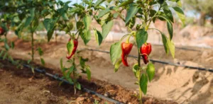 Σε κήπο με ντομάτες και πιπεριές έκρυβε δενδρύλλια κάνναβης Τρικαλινός