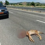 Νεκρός λύκος στον κόμβο του Ε65 στη Βασιλική