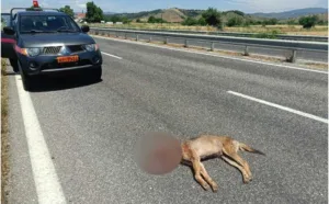 Νεκρός λύκος στον κόμβο του Ε65 στη Βασιλική