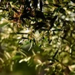 Συναγερμός για τις ελιές – «Βουτιά» στην παραγωγή, πού θα κυμανθούν οι τιμές