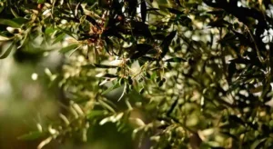 Συναγερμός για τις ελιές – «Βουτιά» στην παραγωγή, πού θα κυμανθούν οι τιμές