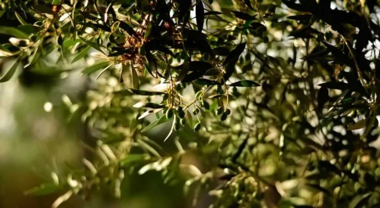 Συναγερμός για τις ελιές – «Βουτιά» στην παραγωγή, πού θα κυμανθούν οι τιμές