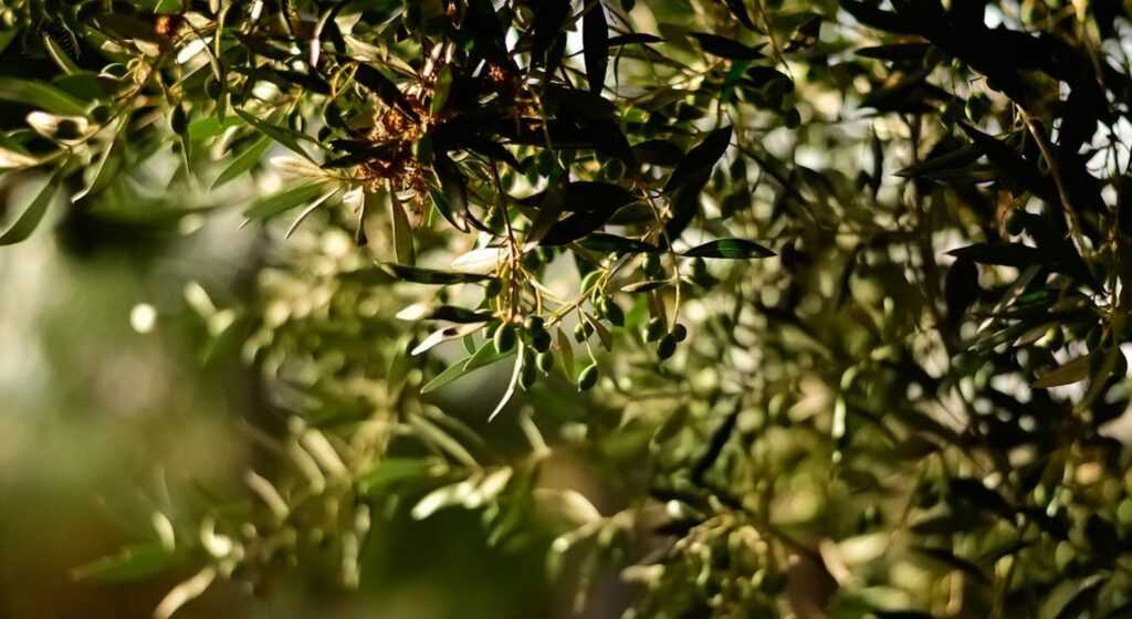 Συναγερμός για τις ελιές – «Βουτιά» στην παραγωγή, πού θα κυμανθούν οι τιμές